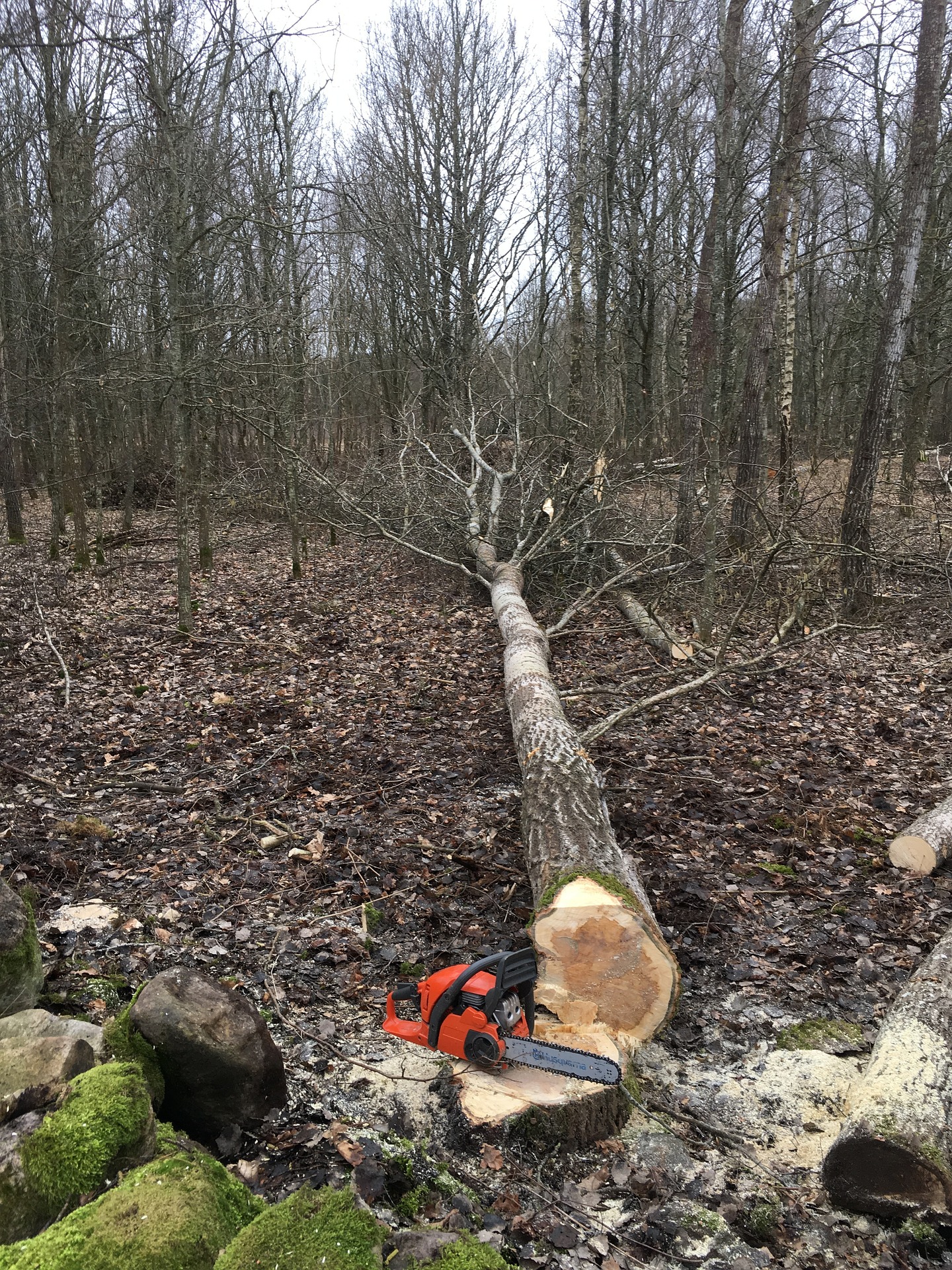 tree felling 2191064 1920